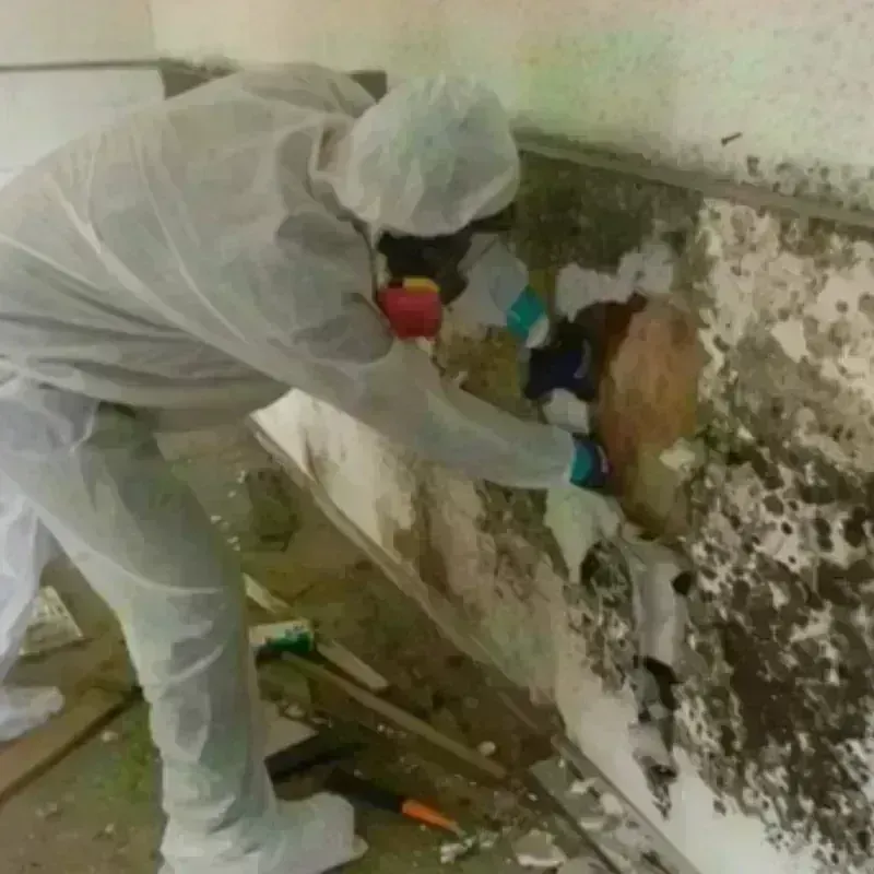 Mold Remediation and Removal in Franklin, LA